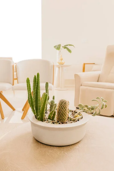 Sebuah Gambar Vertikal Tanaman Kaktus Ruang Tamu Modern — Stok Foto