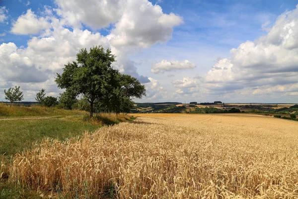 Tiro Campo Trigo Otoño — Foto de Stock