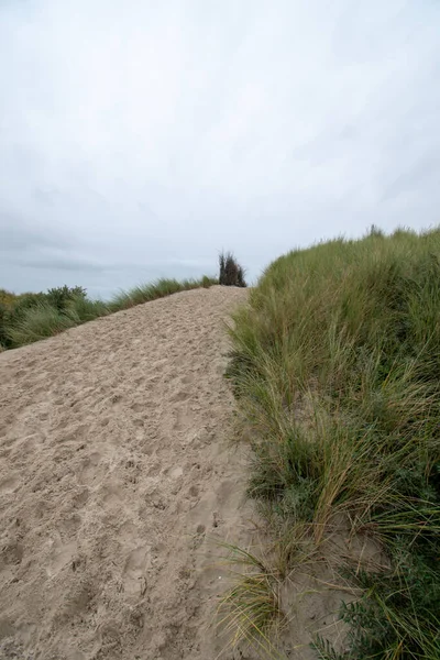 Plan Fascinant Sable Blanc Des Plantes Borkum Allemagne — Photo