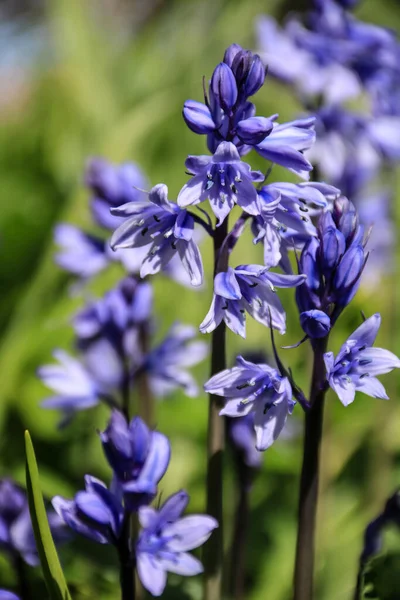 Tiro Vertical Flores Azuis — Fotografia de Stock