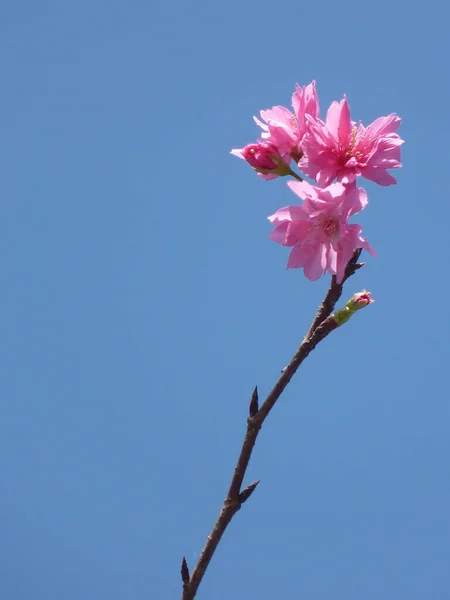 Une Mise Point Sélective Belles Fleurs Cerisier Sous Lumière Soleil — Photo