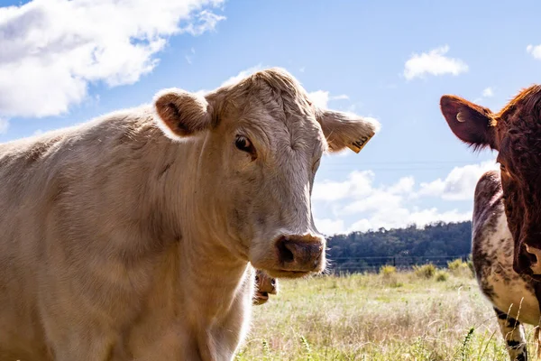 彼の隣に茶色の牛を持つ農地で白い牛のクローズアップショット — ストック写真