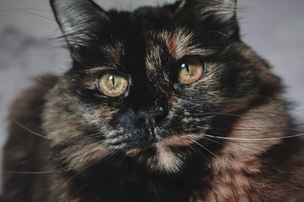 好奇心旺盛な表情でかわいいカメシェルの猫のクローズアップショット — ストック写真