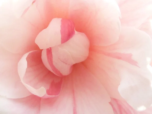 Macro Shot Light Pink Camellia Bud — Stock Photo, Image