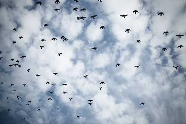 Vue Angle Bas Groupe Oiseaux Volant Dans Ciel Nuageux — Photo