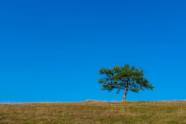 Uma Única Árvore Solitária Campo Sob Céu Azul Claro Durante — Fotografia de Stock