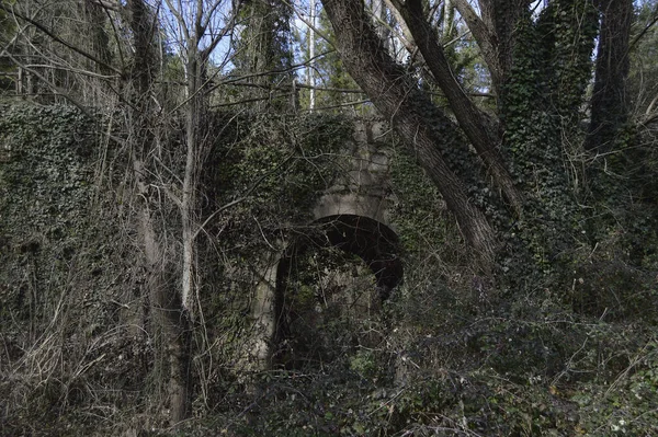 Old Stone Archway Fully Covered Climbing Plants — Stock Photo, Image