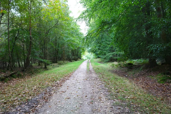 Hermoso Plano Paisaje Forestal Con Árboles —  Fotos de Stock