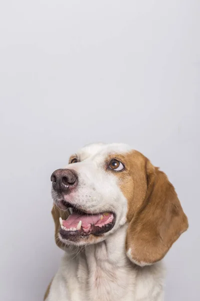 Cão Bonito Branco Marrom Esperando Por Deleite Com Uma Boca — Fotografia de Stock