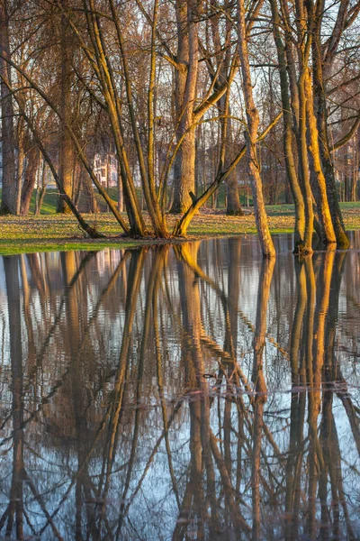 Ein Überfluteter Park Bei Flut Des Rheins Mit Spiegelungen Von — Stockfoto