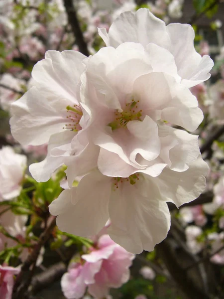 Tiro Hipnotizante Uma Macieira Flor — Fotografia de Stock