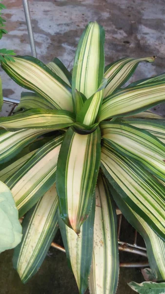 庭で成長している植物の高角度ショット — ストック写真