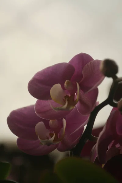 Vertical Shot Pink Orchid Flowers — Stock Photo, Image