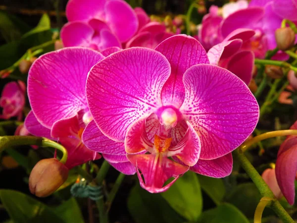 Крупный План Орхидеи Моли — стоковое фото
