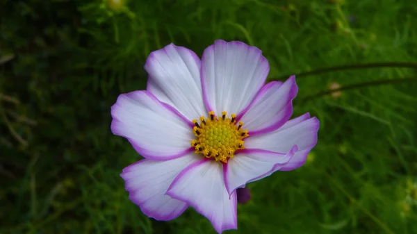 Közelkép Egy Gyönyörű Virágzó Kozmosz Virágról — Stock Fotó