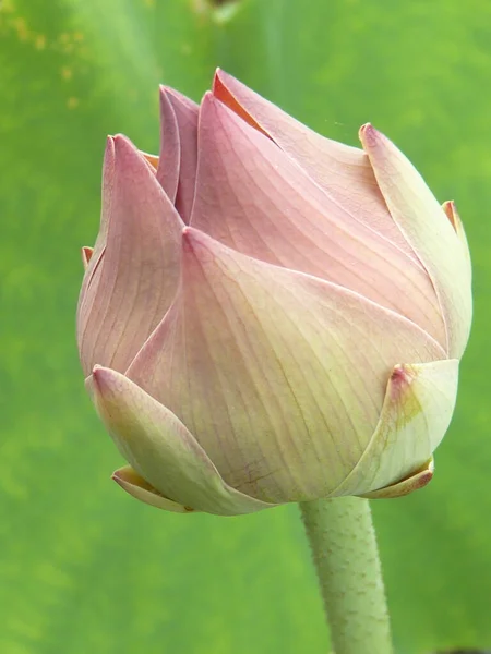 Close Uma Flor Lótus Rosa Fundo Verde — Fotografia de Stock