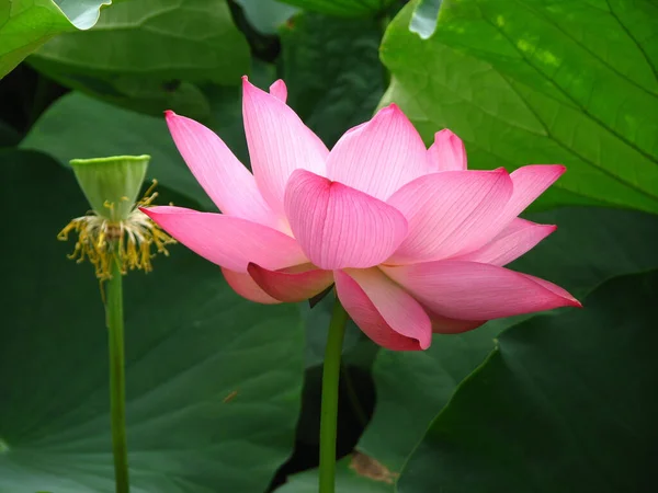 Eine Nahaufnahme Eines Blühenden Rosa Lotus — Stockfoto