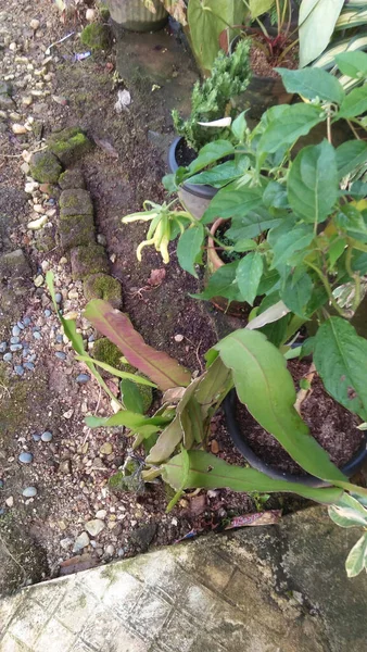 庭で成長している植物の高角度ショット — ストック写真