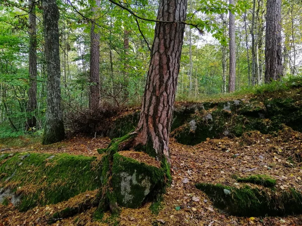 Norveç Larvik Kentindeki Bir Ormandaki Ağaçlar Bitkilerle Birlikte Patika Manzarası — Stok fotoğraf