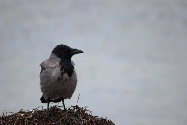 Cooded Crow Standing Bunch Seaweed Water Background — стоковое фото