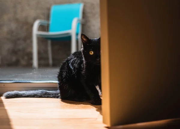 房子里有一只绿眼睛的黑猫 — 图库照片