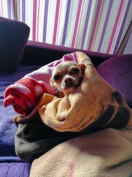 Eine Nahaufnahme Eines Süßen Chihuahua Einer Decke — Stockfoto