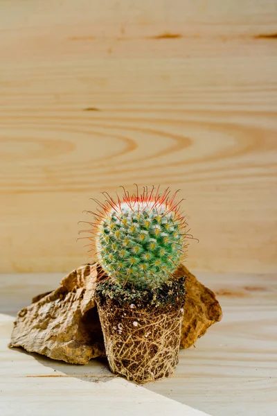 Colpo Verticale Cactus Rotondo Con Punte Rosse Terreno Forma Vaso — Foto Stock