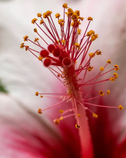Makro Ujęcie Łodyg Kwiatu — Zdjęcie stockowe