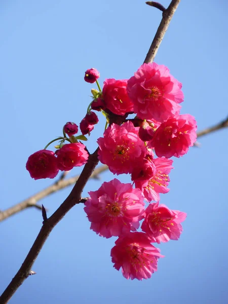 Tiro Close Flores Rosa Brilhantes Nos Galhos Árvore — Fotografia de Stock