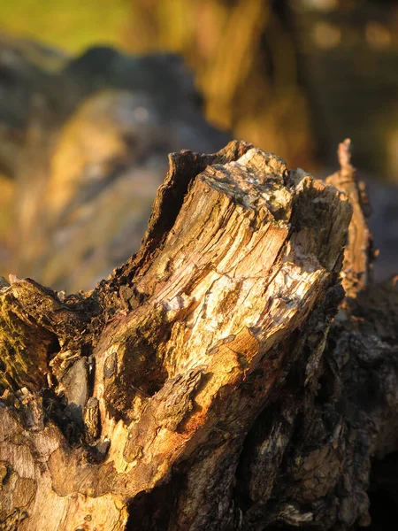 Ένα Κάθετο Πλάνο Ενός Σπασμένου Κορμού Δέντρου — Φωτογραφία Αρχείου