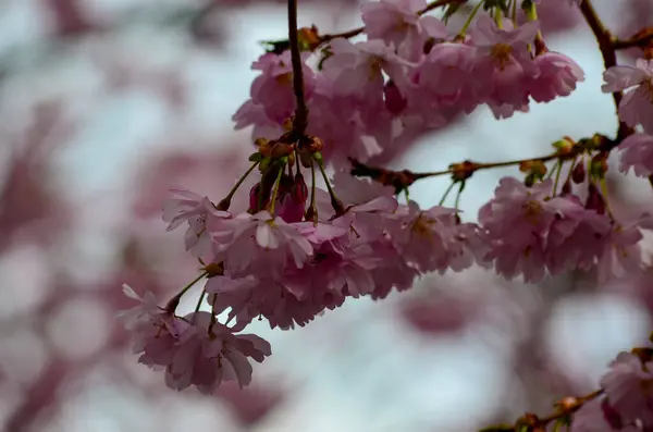 Ένα Κοντινό Πλάνο Από Άνθη Κερασιάς — Φωτογραφία Αρχείου