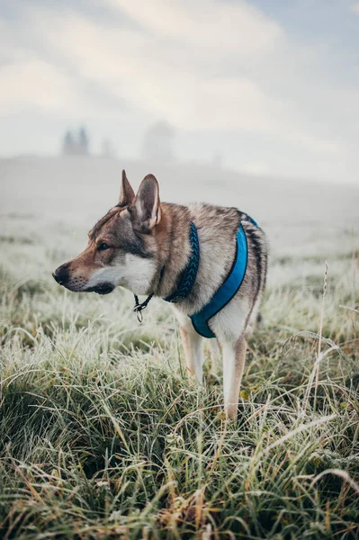 Een Verticaal Shot Van Wolfshond Met Harnas Staand Het Gras — Stockfoto