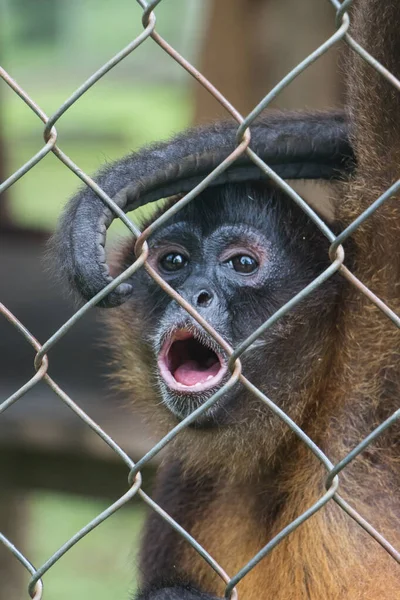 Tiro Vertical Macaco Surpreso Uma Gaiola — Fotografia de Stock