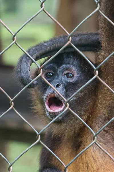 Disparo Vertical Mono Sorprendido Una Jaula — Foto de Stock