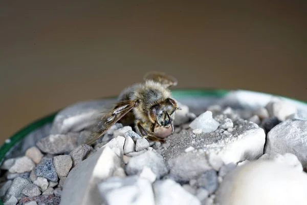 石の上のミツバチのマクロショット — ストック写真