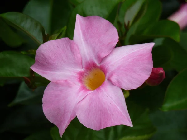Zbliżenie Strzał Piękny Różowy Mandevilla Sanderi Kwiat — Zdjęcie stockowe
