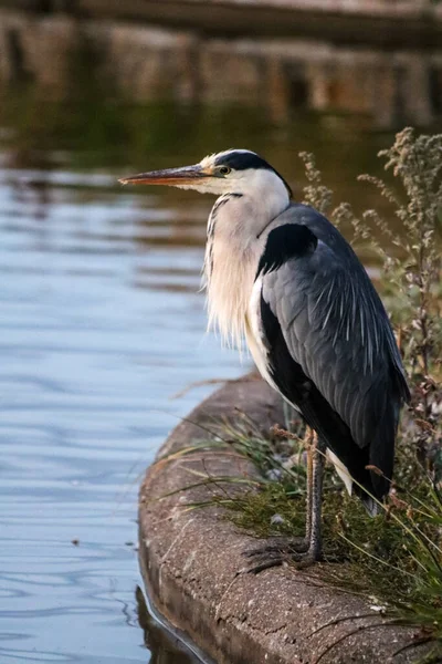 Een Close Opname Van Een Grijze Reiger Bij Een Meer — Stockfoto