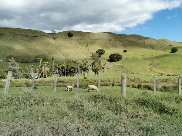 Vista Região Montanhosa Com Ovelhas Pastando Perto Tauhoa — Fotografia de Stock