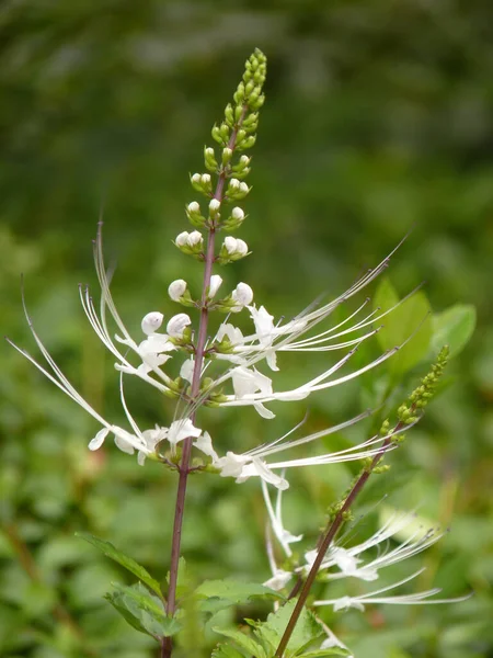 Sebuah Closeup Dari Tumbuh Orthosiphon Stamineus Atau Orthosiphon Aristatus Bunga — Stok Foto