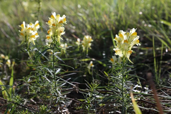 Een Close Shot Van Gele Wilde Bloemen Natuur — Stockfoto