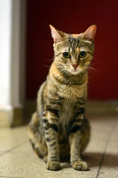 Una Toma Vertical Lindo Gato Sentado Curiosamente Suelo —  Fotos de Stock