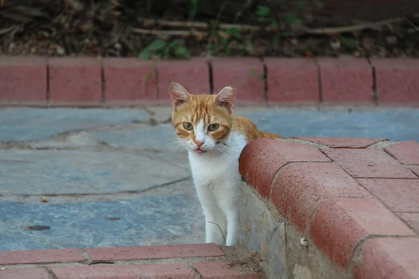 Närbild Skott Katt Tittar Rak Riktning Utomhus — Stockfoto