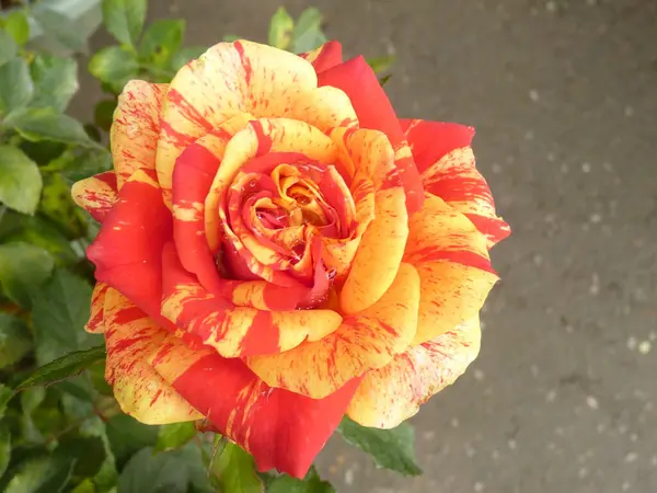 Closeup Shot Beautiful Rose Blurred Background — Stock Photo, Image