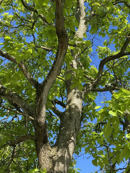 Vertikální Záběr Stromu Zelenými Listy — Stock fotografie