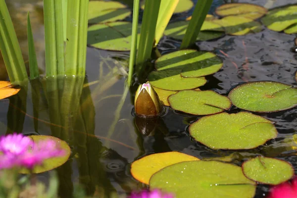 Gros Plan Belles Fleurs Nénuphars Fleurissant Dans Eau — Photo