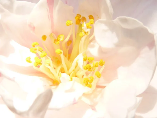 꽃잎을 클로즈업 — 스톡 사진