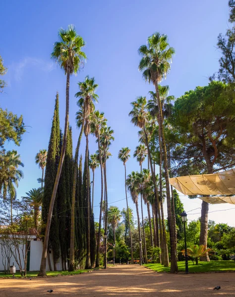 Badajoz Espagne Sept 2019 Parc Castelar Parque Castelar Badajoz Été — Photo