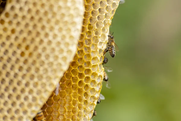 ハニーコーム層の端にある野生のApis Mellifera CarnicaまたはWestern Honey Bees — ストック写真