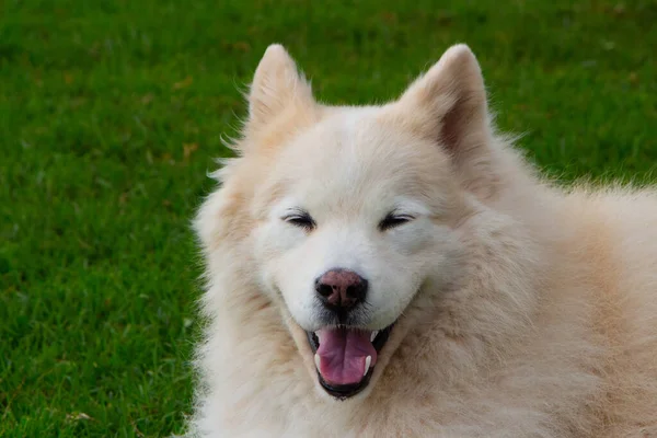 Adorable Perro Samoyedo Sonriendo Mientras Relaja Parque —  Fotos de Stock