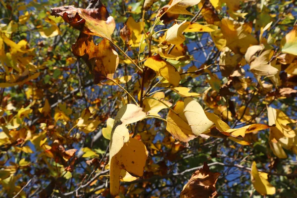 Primer Plano Hojas Otoño Una Rama Árbol Con Fondo Azul —  Fotos de Stock